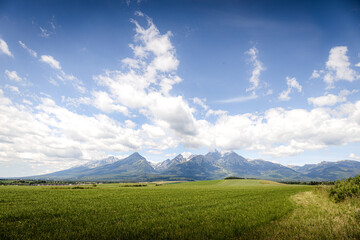 Fototapeta premium grass and sky