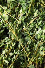 Texture of fresh thyme as a background. Close shot of thyme. Macro photo. Thyme fresh herbs....