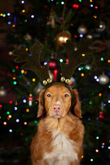 Renifer pies © Jagoda