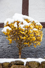 Forsythia bush covered with snow