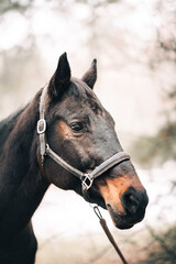 Obraz premium a horse on a walk in a winter foggy forest