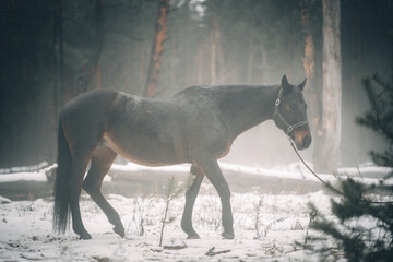 a horse on a walk in a winter foggy forest