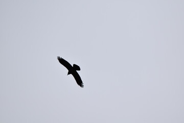vulture in flight