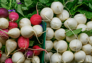 white and red radishes with green tops
