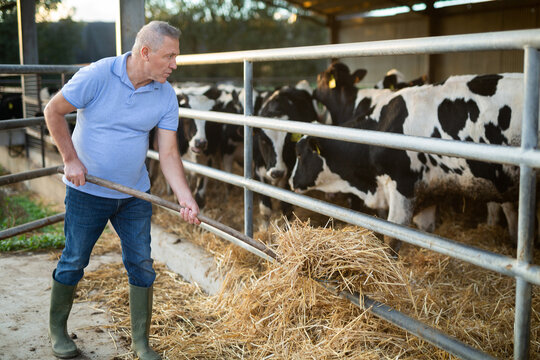 Experienced aged farmer engaged in breeding dairy cows of Holstein breed, feeding cattle with haylage in cowshed