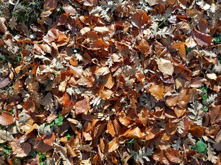 leaves in the forest