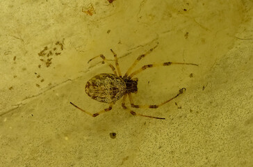 Spider mother and little spiders. 