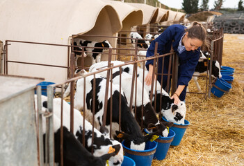 Caring female farmer in uniform giving milk to calves in plastic calf hutch on farm in countryside...