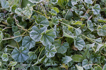 Leaves and stems of the dwarf mallow covered with hoarfrost