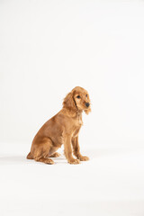 a young spaniel is playing. on a white background.