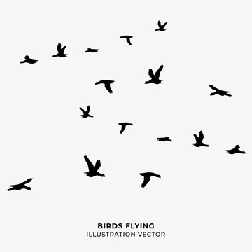 birds flying silhouette vector illustration