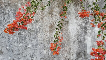 rote Blüten Ranke Bougainville hängen vor grauer Beton Wand mit Patina