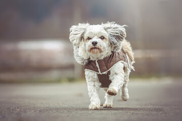 Portrait of a cute white havanese dog wearing a winter coat at a bad weather day during a walkie outdoors