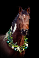 Head portrait of a bay brown pinto arabian crossbreed horse wearing a festive christmas wreath isolated on black background