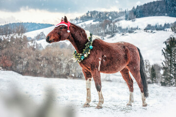 Portrait of a pinto horse wearing a festive christmas wreath and a santa hat in front of a snowy winter landscape outdoors