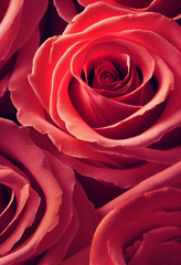 Fototapeta na wymiar bouquet of red roses