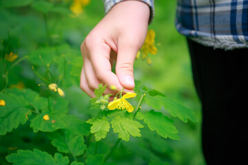 Hand picking a flower for an herbalist Chelidonium majus, nipplewort, swallowwort or tetterwort...