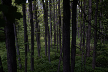 Obraz premium intense and deep forest photography