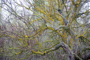 Beautiful taray with yellow lichen, endemic tree at Daimiel.