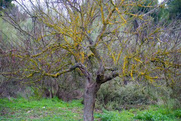 Taray with its characteristic yellow lichen. Taray is an endemic tree at Daimiel.