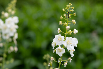 Close up of white verbascum flowers in bloom