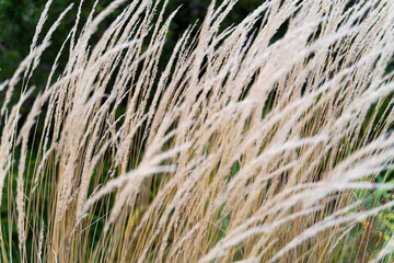 reed grass moving in the wind