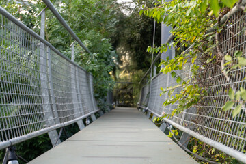 Plants in the Hortus Botanicus greenhouse, nature from around the world