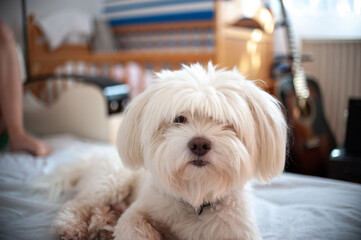 A small Maltese dog laying down on a bedsheet 