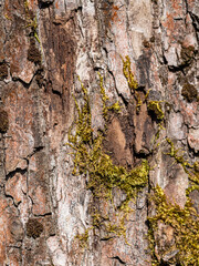 background texture of a rough tree trunk surface covered with moss - 553068114