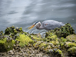 close up of a great blue heron caught a tiny fish by the river bank - 553068148