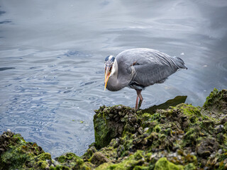 close up of a great blue heron caught a tiny fish by the river bank - 553068164
