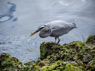 close up of a great blue heron caught a tiny fish by the river bank - 553068177