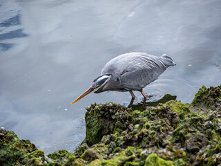close up of a great blue heron waiting on the river bank for passing fish to feed - 553068190