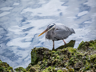close up of a great blue heron waiting on the river bank for passing fish to feed - 553068197