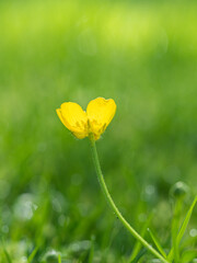 close up of a yellow dandelion flower blooming on the green grass field - 553068322