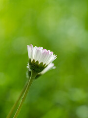 close up of two beautiful tiny flowers blooming in the green field - 553068323