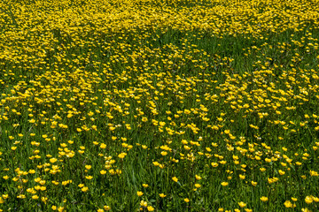a meadow filled with tiny yellow dandelion flowers on a sunny day - 553068394