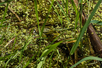 close up of a green frog resting on top of the green algae in the pond close to grasses on a sunny day - 553068398