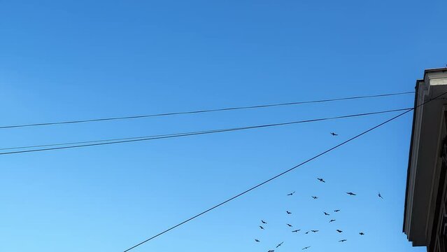 Flock of birds: Many pigeons flying in the city against blue sky