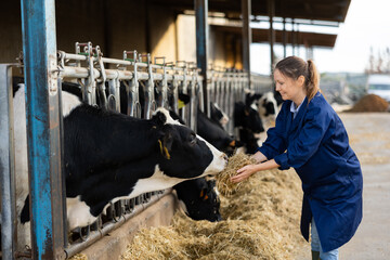 Female dairy farm worker feeding cows in a stall at a dairy farm