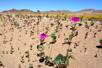 
flowerful desert Chile 