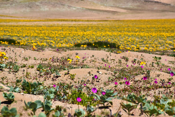 flowerful desert of Chile, Atacama