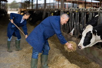 Mature farmer feeds cows with straw in cowshed of dairy farm