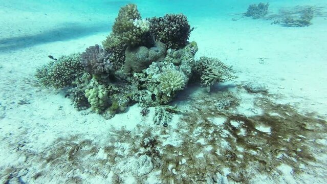 Coral block on sandy bottom with small coral fish Camera swims on it to copyspace