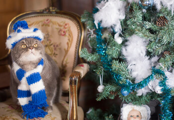 British cat blue and white striped cap and scarf near the Christmas tree
