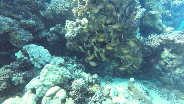 Schools of fish in the coral reef, divers in the background