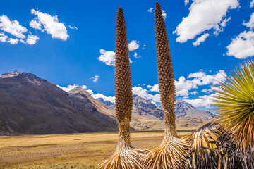 Puya de Raimondi Field and Valley of Carpa, Cordillera Blanca, Andes, Peru