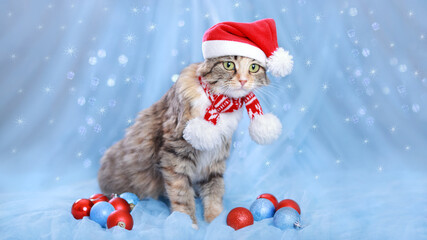 Cat in a Santa Claus hat on a blue  background. Christmas Cat with Christmas decoration. Greeting card. Christmas and New year background with Cat in a Xmas red hat. Winter holiday postcard 