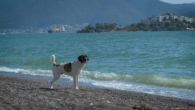 The young dog is pissing. A homeless dog peeing on the seashore.