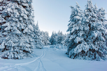 Winter landscape of Vitosha Mountain, Bulgaria